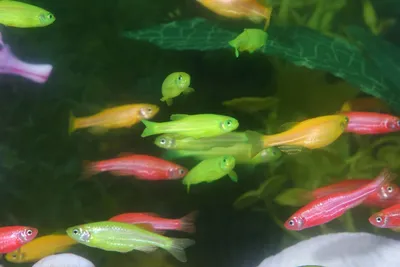 Данио рерио (GloFish) Мятный светящийся - купить в интернет-магазине Лавка  Аквариумиста