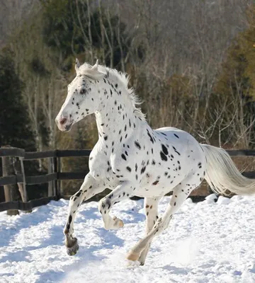 Датская лошадь фотографии