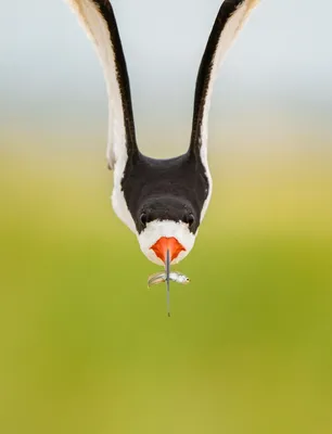 Организаторы конкурса Bird Photographer of the Year 2024 принимают заявки  по 10 декабря 2023 | PHOTOWEBEXPO