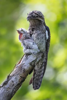 Организаторы конкурса Bird Photographer of the Year 2024 принимают заявки  по 10 декабря 2023 | PHOTOWEBEXPO