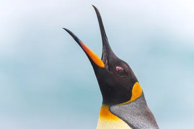 Организаторы конкурса Bird Photographer of the Year 2024 принимают заявки  по 10 декабря 2023 | PHOTOWEBEXPO