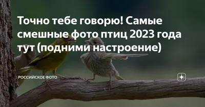 Организаторы конкурса Bird Photographer of the Year 2024 принимают заявки  по 10 декабря 2023 | PHOTOWEBEXPO