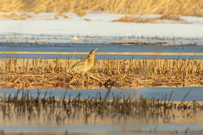 Организаторы конкурса Bird Photographer of the Year 2024 принимают заявки  по 10 декабря 2023 | PHOTOWEBEXPO