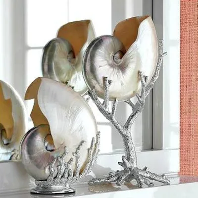 Идеи декора из ракушек в современном интерьере (Фото) - Телеграф