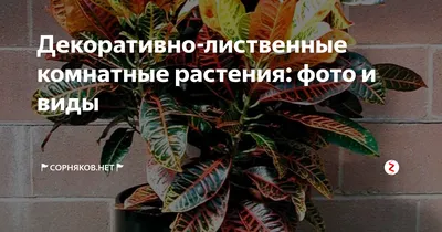 Комнатные декоративно-лиственные растения. Комплект из 12 открыток Купить в  Москве с доставкой.