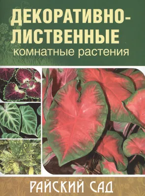 Бегония Мэсона - Бегония - Декоративно-лиственные растения - Комнатные  растения - GreenInfo.ru