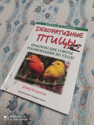 Певчие и декоративные птицы в Минске. Купить певчих птиц в Минске по низкой  цене