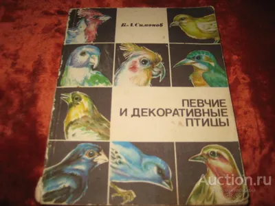 Фотоотчет о занятии по ознакомлению с природой «Декоративные птицы» в  средней группе (4 фото). Воспитателям детских садов, школьным учителям и  педагогам - Маам.ру