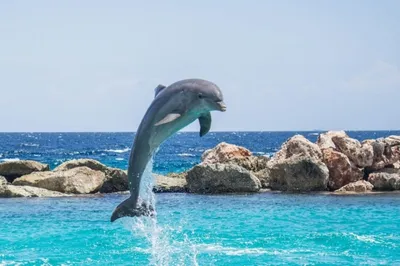Пансионат «Дельфин» | Отдых и лечение в Сочи