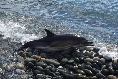 Дельфины Черного моря | Виды и образ жизни | RENTETO