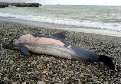 Эксперт: Высокая смертность дельфинов в районе Сочи вызвана инфекциями и  попаданием в рыболовные сети - Новости Сочи Sochinews.io