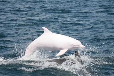 Дельфины в Черном море | Катера, парусники, яхты в прокат с Калипсо