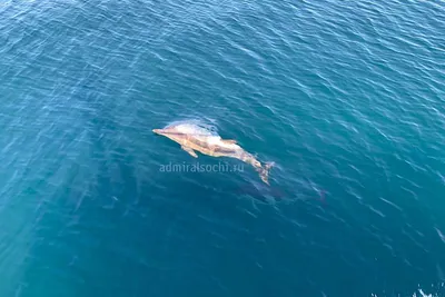 Мертвого изуродованного дельфина нашли на берегу моря в Сочи - PrimaMedia.ru