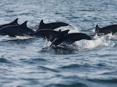Дельфин и русалка, Сочи | отзывы