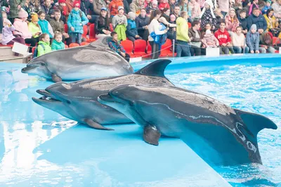 Дельфинарий в Сочи фото фотографии