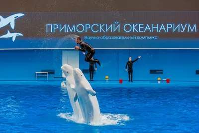 Приморский океанариум - Владивосток, Россия - на карте