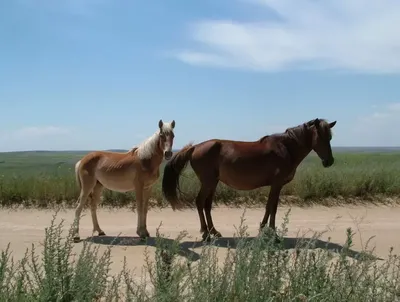 Лошади на фото во время пробежки