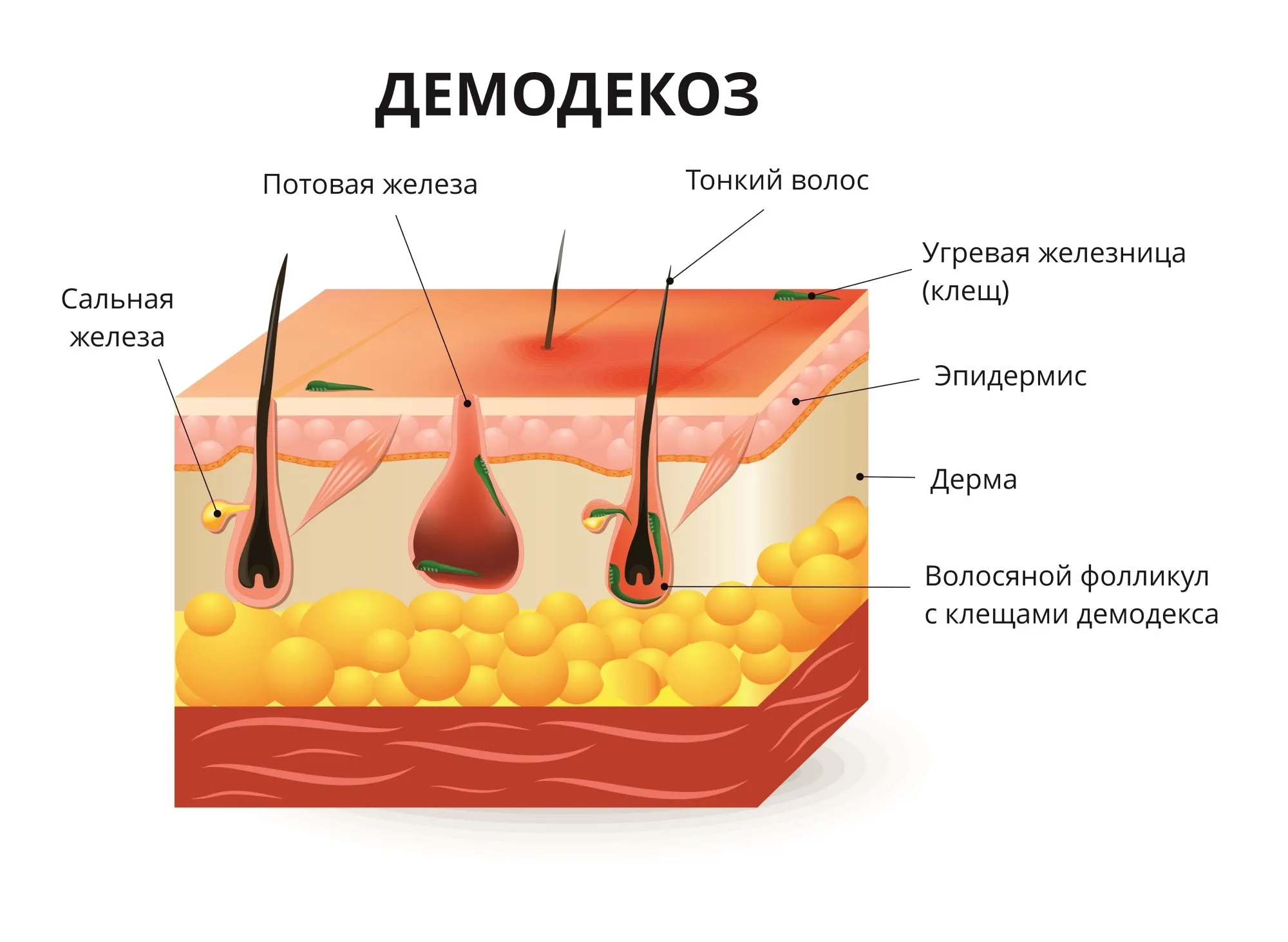 Железы волос