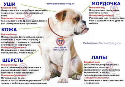 Демодекоз у собаки — Ветеринарные центры малотравматичной хирургии и  комплексного восстановления Лебеди