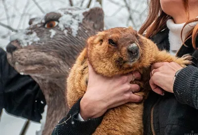 День сурка