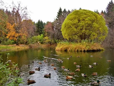 Дендрологический парк на Первомайской (Екатеринбург). Фото, адрес  дендропарка, как добраться – Туристер.Ру