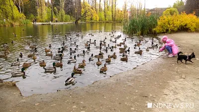 Дендрологический парк - выставка (Первомайская), Екатеринбург. Карта, фото,  как добраться – путеводитель по городу на EkMap.ru