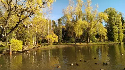 Дендрологический парк на Первомайской (Екатеринбург). Фото, адрес  дендропарка, как добраться – Туристер.Ру