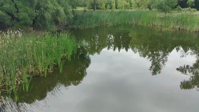 Ульяновский дендропарк, Ульяновск - «Дендропарк в городе, экскурсия» |  отзывы