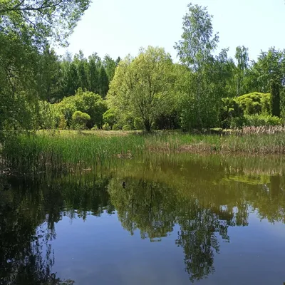 Фото: Ульяновский дендропарк, парк культуры и отдыха, Ульяновск,  Ульяновский дендропарк — Яндекс Карты