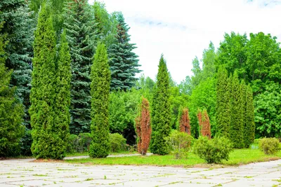 Акшуатский дендропарк привели в порядок | 23.08.2021 | Ульяновск -  БезФормата