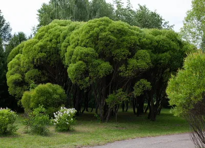 Ульяновский Дендропарк