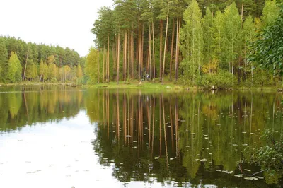 Второе дыхание Ульяновского дендропарка | Молодежный клуб