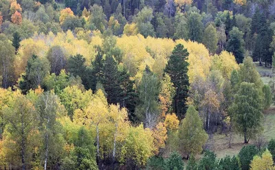 Дальше — в лес: где в Краснодаре реализуют проект Городского леса — РБК