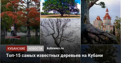 цветущие вечнозеленые магнолии южной магнолии Grandiflora деревья вокруг  кратерного фонтана в городском парке краснодара. Стоковое Изображение -  изображение насчитывающей флора, краснодар: 223625471