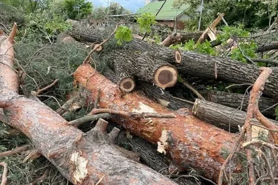 🌲 🌳 Купить декоративные растения в Краснодаре. Декоративные растения для  ландшафтного дизайна | питомник растений Зеленый капитал