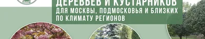 А мы сажаем деревья»🌳 и «Самое старое дерево» 🌳 — Страница Магомета  Яндиева