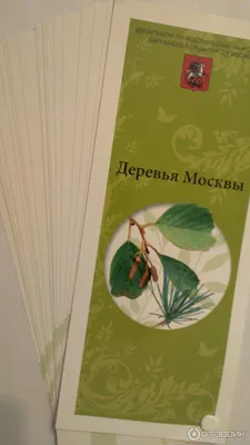 Депутаты «Единой России» из Москвы и Петербурга высадили деревья в сквере  на улице Лени Голикова в ходе реализации партпроекта «Чистая страна»