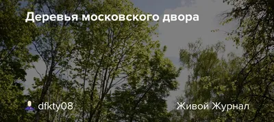 Световые деревья с гирляндами в Москве | ILUM.PRO