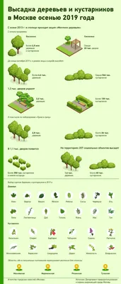 Высадка деревьев и кустарников в Москве осенью 2019 г. - Агентство  городских новостей «Москва» - информационное агентство