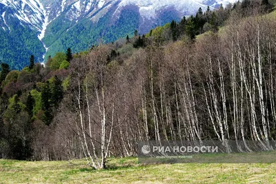 Деревья северного Кавказа фото фотографии