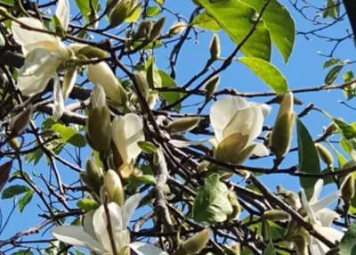 Catalpa bignonioides или индийская фасоль на ЖД Вокзале Сочи | Сборная  солянка из Сочи | Дзен