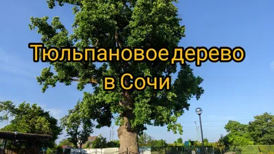 В Сочи плодоносят «золотые деревья» - Лента новостей Сочи