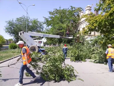 В Астрахани ветер повалил деревья на машины