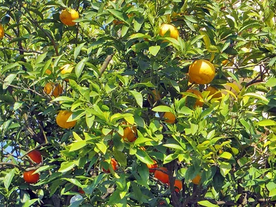 File:Сочи. Плоды Дерева Дружбы.jpg - Wikimedia Commons
