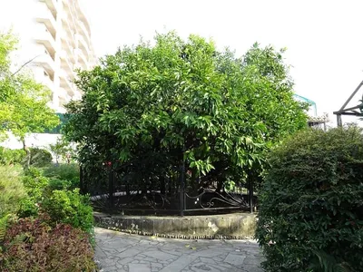 Сад-музей Дерево Дружбы в Сочи: фото, описание, где находится