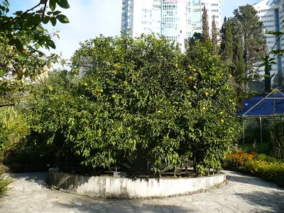 Ботанический сад «Дерево Дружбы» в Сочи экскурсия 2024