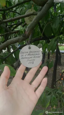 Цитрус-микс: в Сочи на уникальном дереве поспели мандарины, лимоны и  грейпфруты