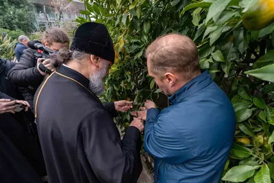 Дерево Дружбы, на котором одновременно растут и мандарины и лимоны - самое  необычное, что я увидела в Сочи | Необъятная Родина с Лидией Шараповой |  Дзен