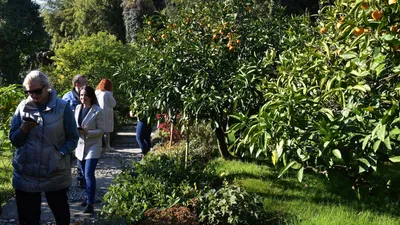 В Сочи создадут \"Сад дружбы\", где туристы смогут высаживать деревья - РИА  Новости, 07.04.2023