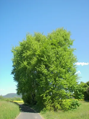 Осина – дерево и древесина – Populus tremula